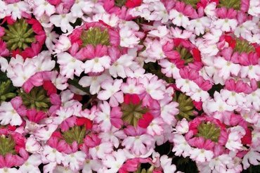 Verbena Sparkle Dark Pink 10.5cm