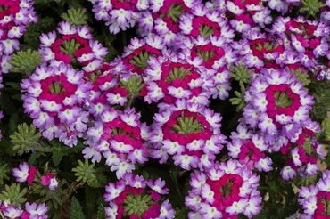 Verbena Sparkle Dark Violet 9cm