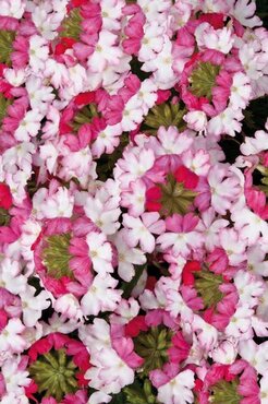 Verbena Sparkle Pink Dark Plug