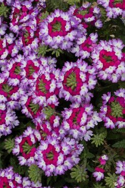 Verbena Sparkle Purple Blues Plug