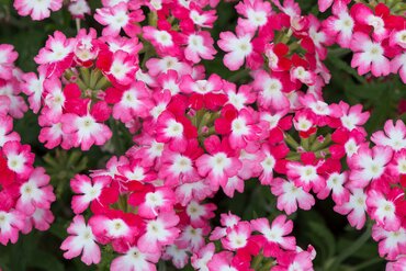 Verbena Sparkle Red 10.5cm