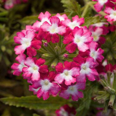 Verbena Twisted Red 1 Litre