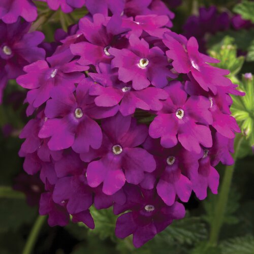 Verbena Violet Six Pack