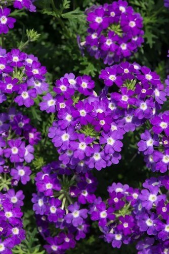 Verbena Violet Wink 10.5cm