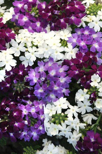 Verbena Waterfall Six Pack