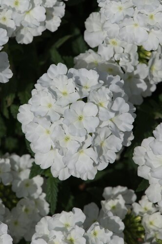 Verbena White 1 Litre