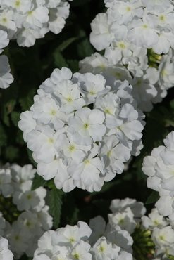 Verbena White 10.5cm