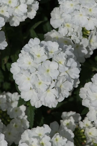 Verbena White Jumbo Six Pack