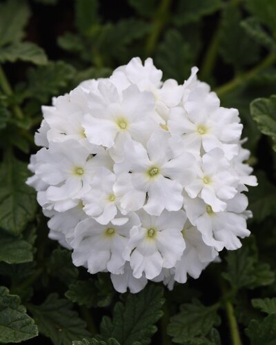 Verbena White Six Pack