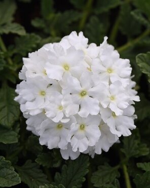 Verbena White Six Pack
