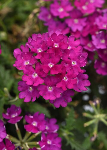 Verbena Wild Rose 10.5cm