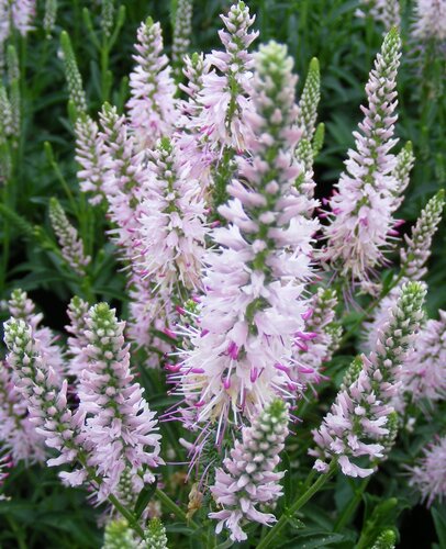 Veronica Inspire Pink 2 Litre