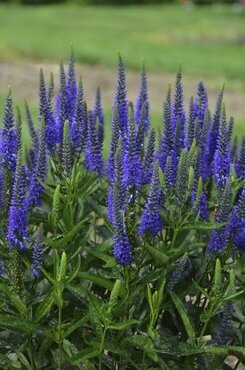Veronica spicata 'Royal Candles' 3 Litre