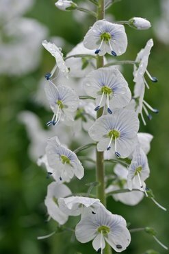 Veronica Tissington White 2 Litre