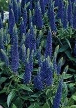 Veronica Ulster Blue Dwarf 2 Litre - Stewarts Garden Centre