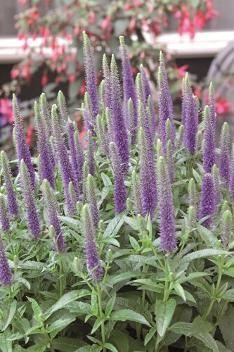 Veronica Ulster Blue Dwarf 2 Litre
