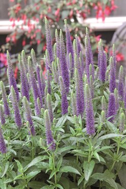 Veronica Ulster Blue Dwarf 2 Litre