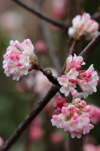 Viburnum Charles Lamont 5 Litre - image 1