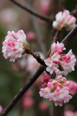 Viburnum Charles Lamont 5 Litre - image 1