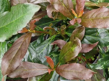 Viburnum Coppertop 6 Litre - image 1