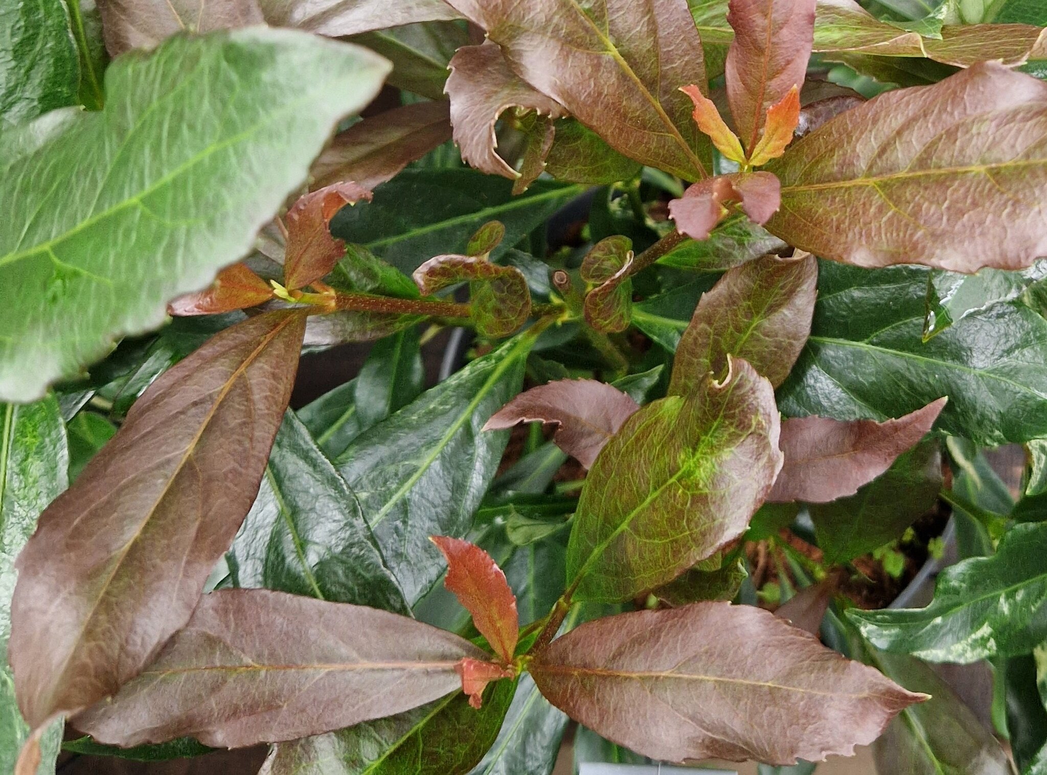 Viburnum Coppertop 6 Litre Stewarts Garden Centre