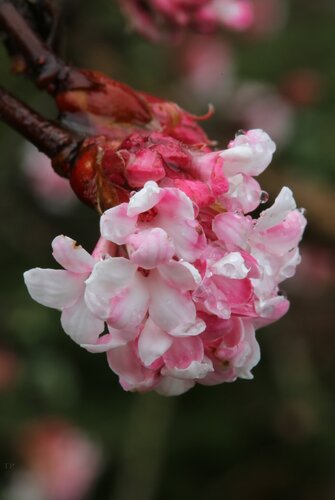 Viburnum Dawn 4.6 Litre - image 1