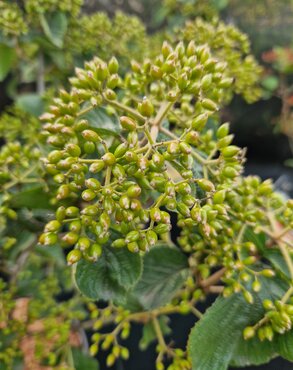 Viburnum dilatatum Michael Dodge 5 Litre