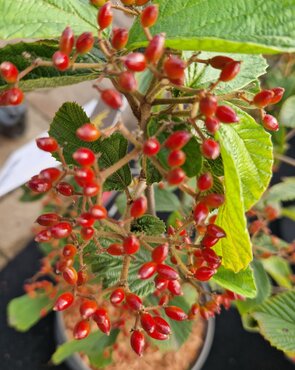 Viburnum dilatatum Sealing Wax 5 Litre