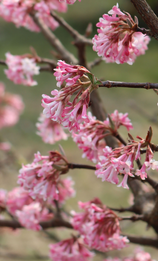 Viburnum farreri 4.6 Litre - image 1