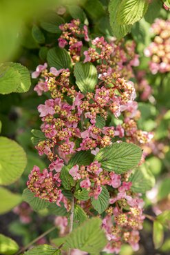 Viburnum Kilimandjaro Sunrise 19cm - image 2