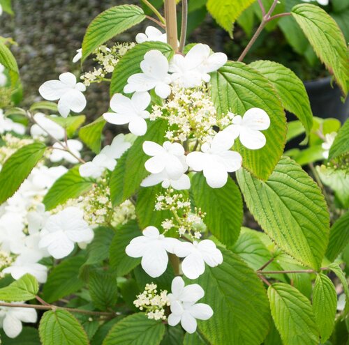 Viburnum Kilimandjaro Sunrise 19cm