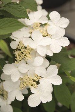 Viburnum Kilimandjaro Sunrise 19cm