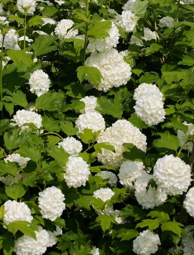 Viburnum opulus Roseum 2.3 Litre - image 1