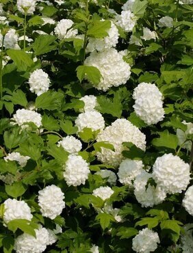 Viburnum opulus 'Roseum' 3 Litre