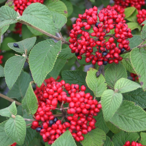 Viburnum Plicatum Darts Red Robin 3 Litre Stewarts Garden Centre