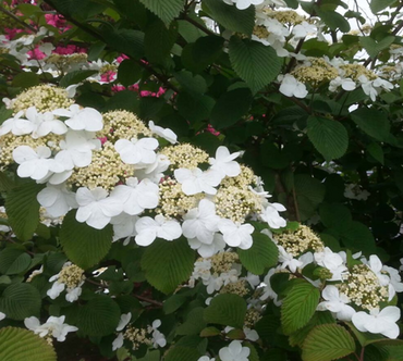 Viburnum Plicatum Fireworks 3 Litre - image 1