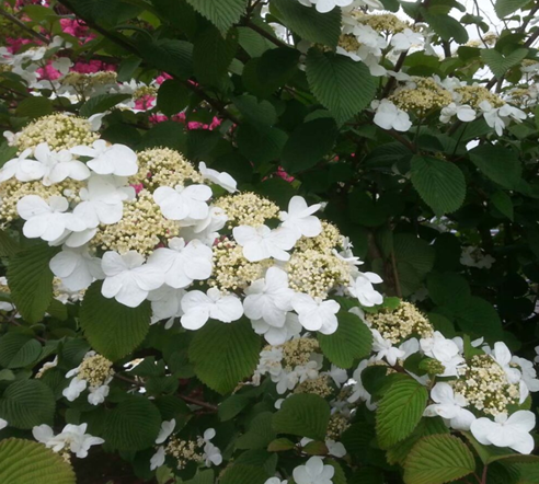 Viburnum Plicatum Fireworks 3 Litre - image 2