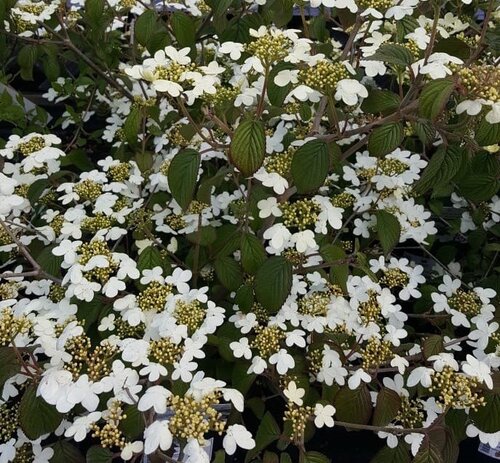 Viburnum Plicatum Mariesii 3 Litre - image 1