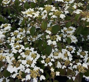 Viburnum Plicatum Mariesii 3 Litre - image 3