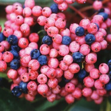Viburnum plicatum 'Pink Beauty' 3 Litre - image 2