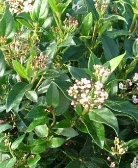 Viburnum tinus Eve Price Standard 3 litre - image 1