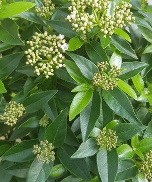 Viburnum tinus Ladybird 6 Litre