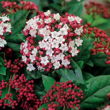Viburnum tinus Lisa Rose 17cm - image 1