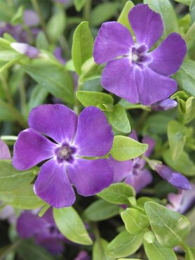 Vinca Minor Atropurpurea 3 Litre