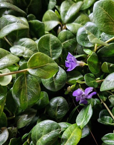 Vinca Minor Panta 3 Litre - image 1