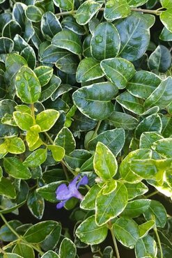 Vinca Minor Ralph Shugart 10.5cm