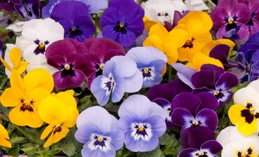Viola Babyface Mix Six Pack