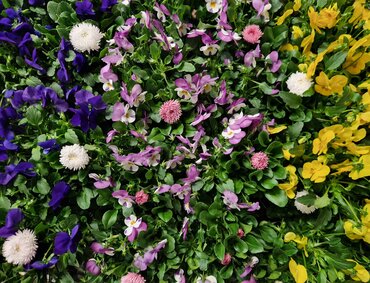 Viola/Bellis Mix 13cm - image 1