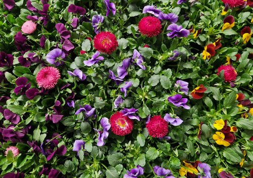 Viola/Bellis Mix 13cm - image 2