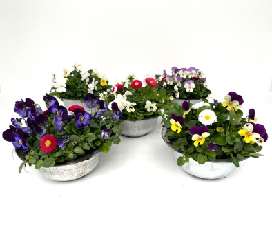 Viola & Bellis Zinc Planter 19cm